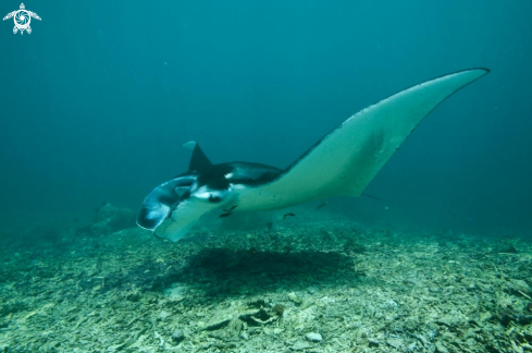 A manta ray