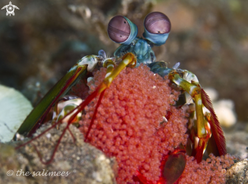 A Peacock Mantis Shrimp