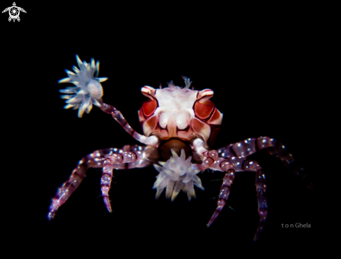 A Lybia edmondsoni | Pom-Pom Crab
