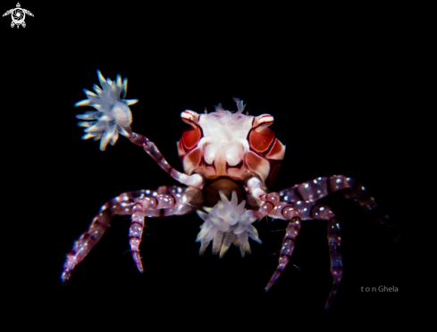 A Pom-Pom Crab