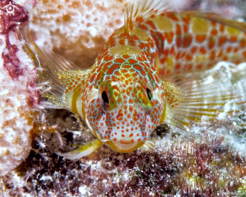 A Hypsoblennius invermat | Tessellated Blenny