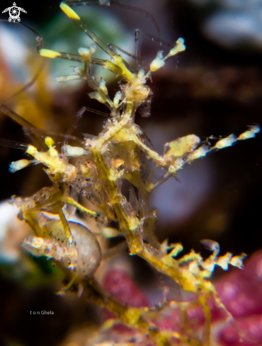 A Pregnant Skeleton Shrimp