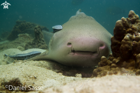 A Zebra Shark