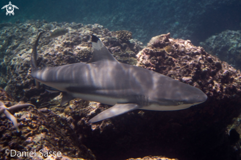 A Black tip reef shark