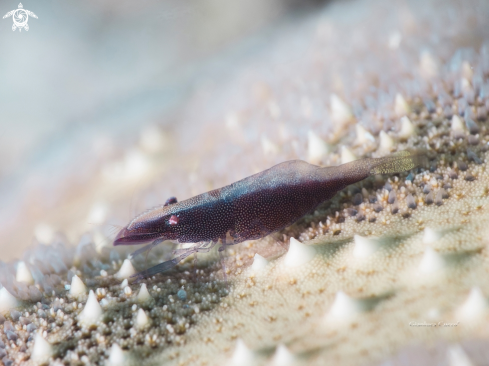 A Starfish Shrimp