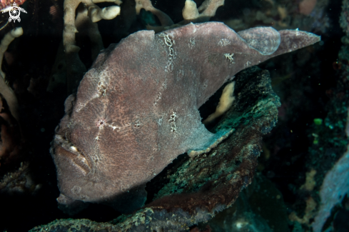 A Giant frogfish