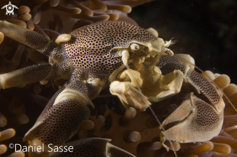 A Porcelain Anemone Crab