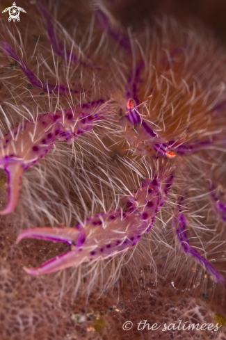 A underwater creature