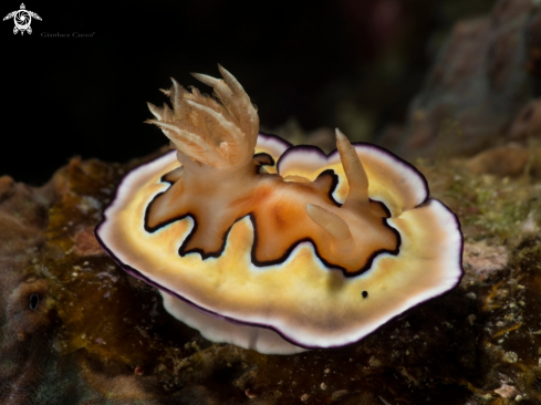 A Cheomodoris coi | Nudibranch