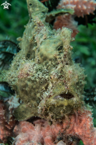 A Painted frogfish