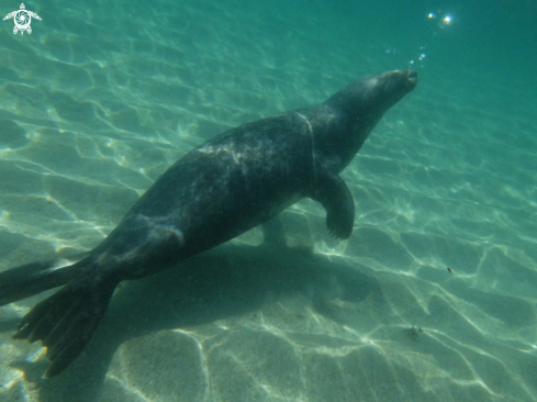 A Common seal