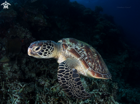 A Green Turtle