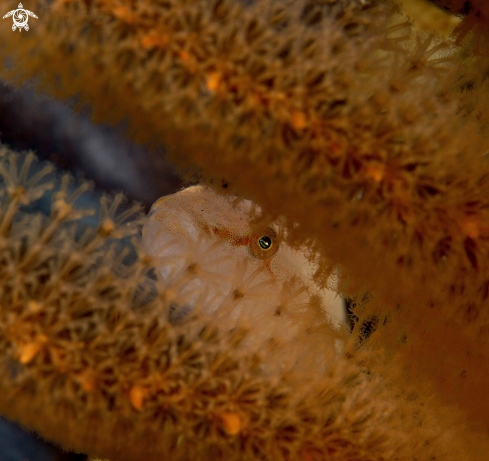 A Sea Pen Goby