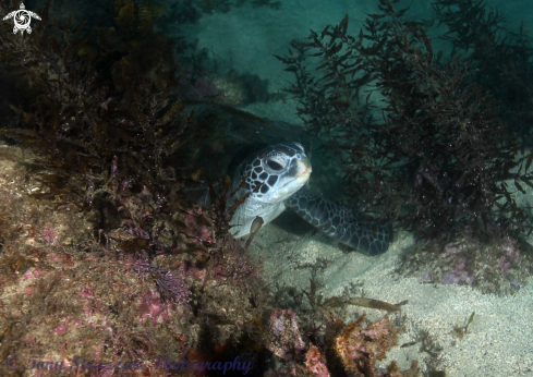 A Chelonia mydas | Green Turtle