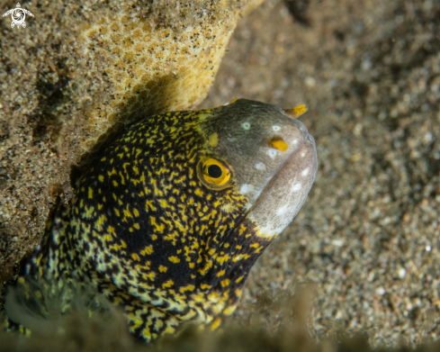 A Snowflake moray eel