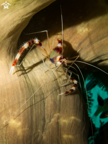 A underwater creature