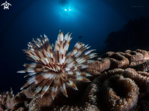 A Tubeworm,Spirografo