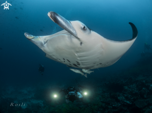 A Manta ray