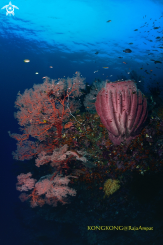 A Spongy Coral