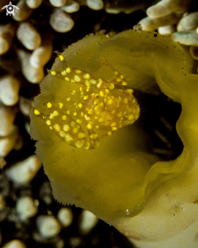 A Ascidonia flavomaculata