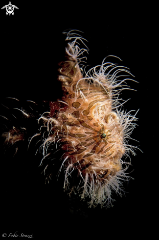 A Hairy frogfish