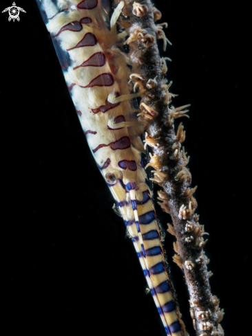 A Sawblade Shrimp