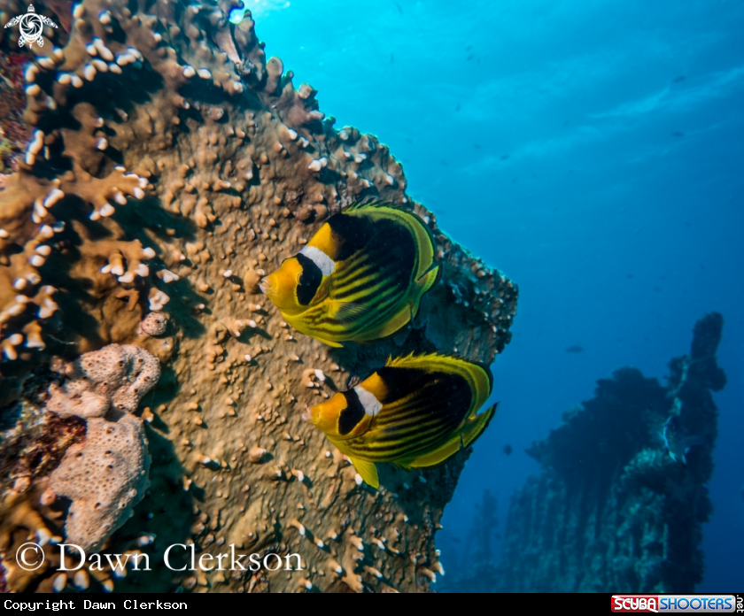A Masked Butterfly Fish