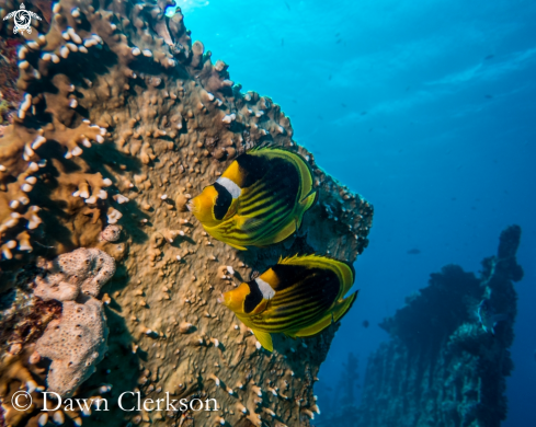 A Chaetodon semilarvatus | Masked Butterfly Fish