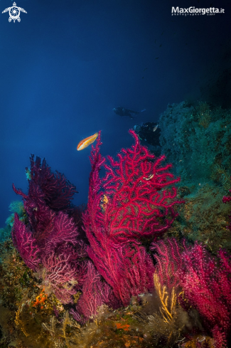 A red gorgonia