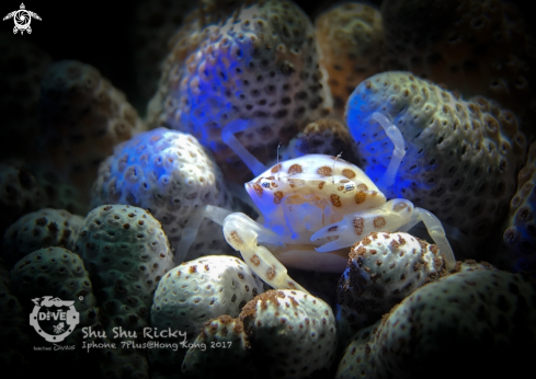 A Porcelain Crab