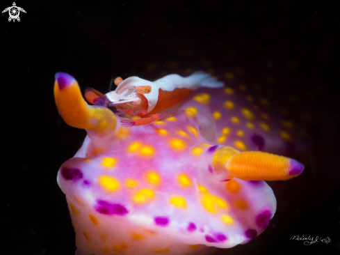 A Nudibranch & Empire Shrimp 