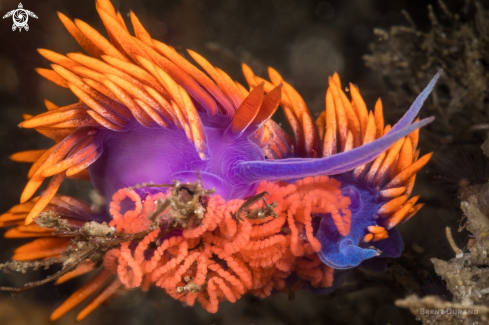 A Flabellina Iodinea | Spanish Shawl Nudibranch