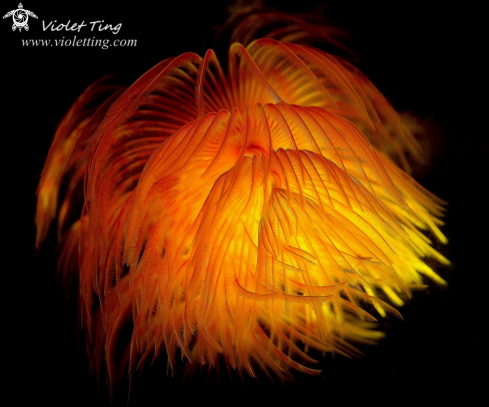 A Sabellidae (feather duster worms)