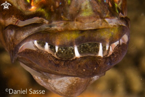 A Cheilodipterus macrodon | Tiger Cardinal fish