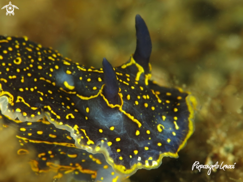 A Nudibranco