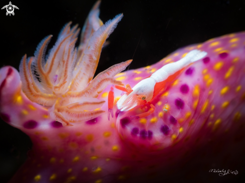 A Nudibranch & Empire Shrimp 