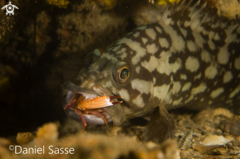 A Epinephelus Erythrurus | Cloudy Grouper