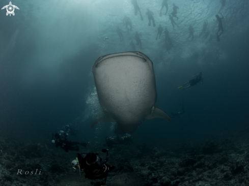 A Whale shark