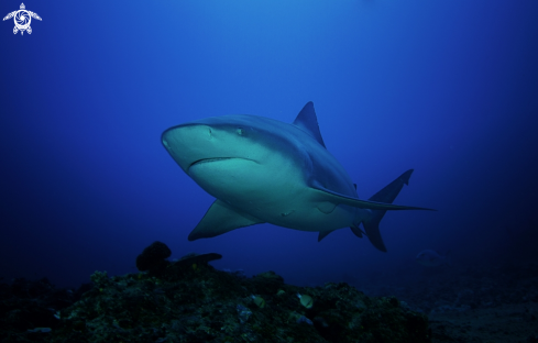 A Bull Shark