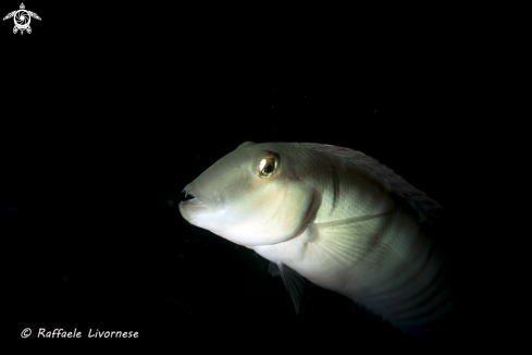 A Wrasse