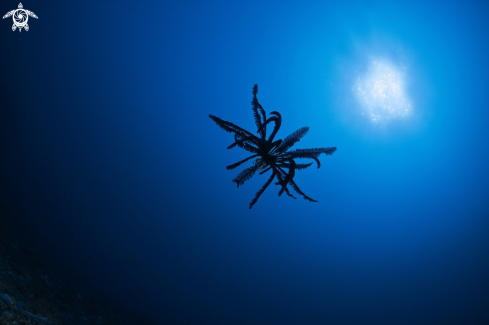 A Crinoid