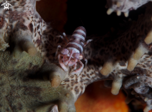 A basket star shrimp