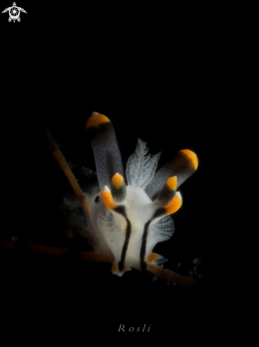 A Pikachu nudibranch