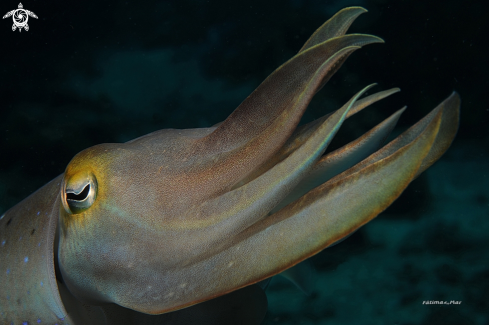 A Cuttlefish