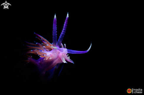 A Flabellina affinis