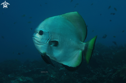 A Batfish