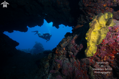 A Reef Scene