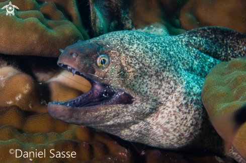 A Yellow-edged moray