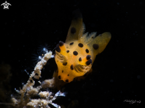 A Nudibranch