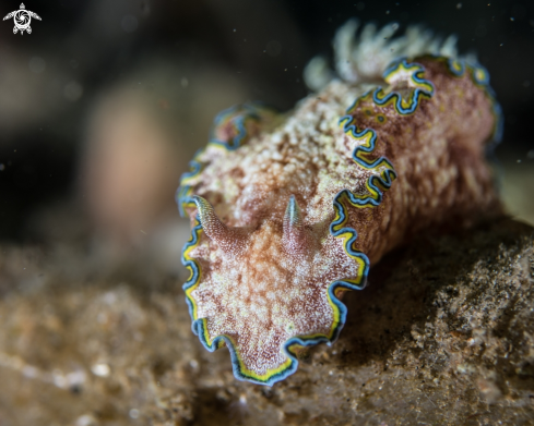 A Glossodoris cincta | Glossodoris cincta